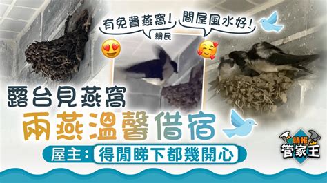 燕子巢 處理|燕子築巢｜露台見燕窩 兩燕溫馨借宿 屋主：得閒睇下 